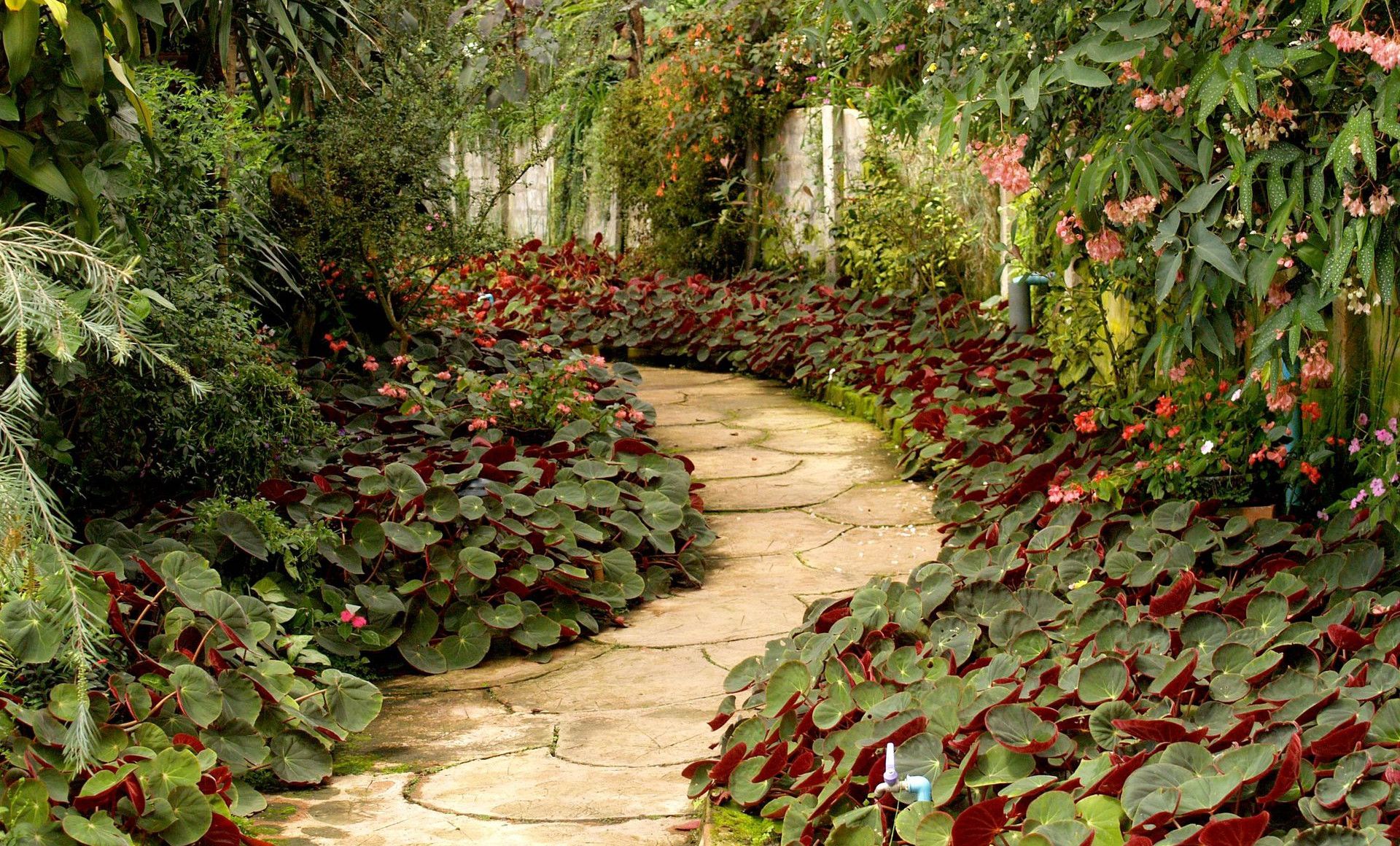 A tranquil garden pathway surrounded by vibrant tropical plants and flowers.