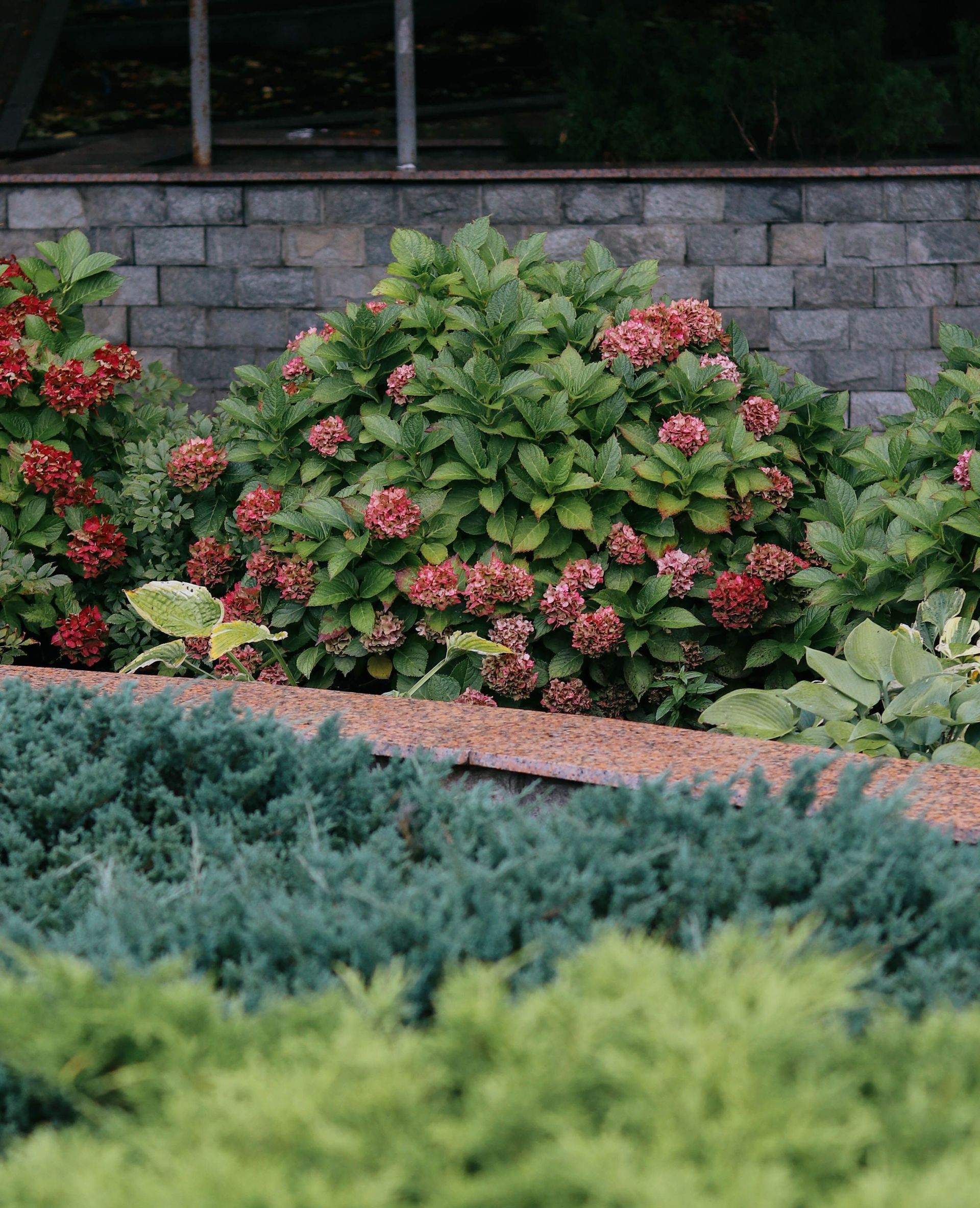 Vibrant garden scene featuring blooming hydrangeas and greenery against a brick wall backdrop.